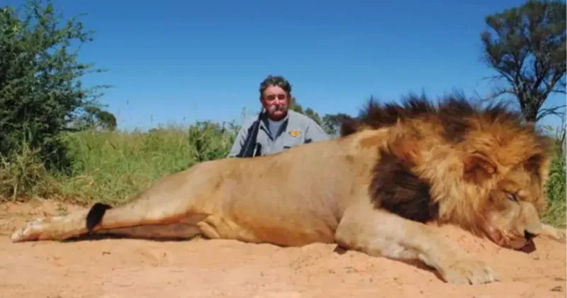 Убившего сотни животных охотника из США затоптало стадо слонов