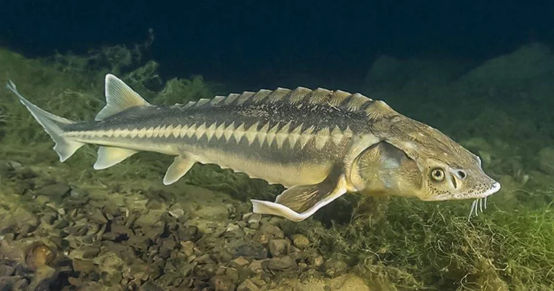 Бекіре балығы мен уылдырығын сатып алушылар жауапқа тартылуы мүмкін