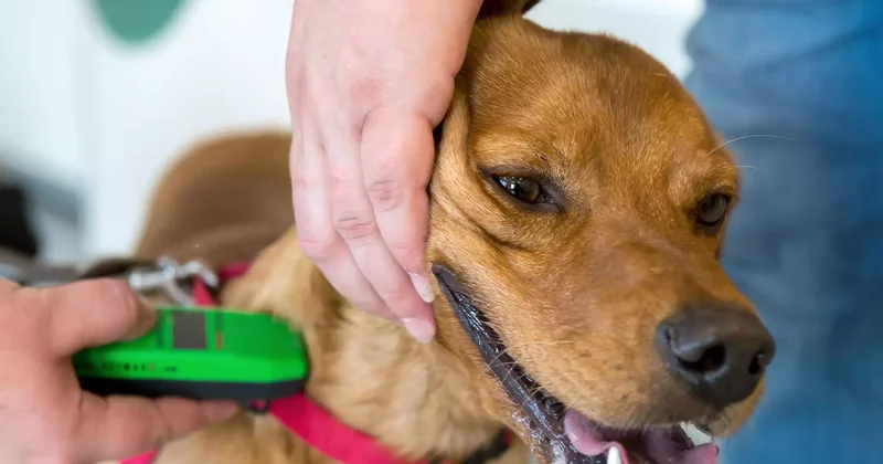 Үй жануарларын азаптағандарды қылмыстық жауапқа тартқан дұрыс Тоқаев