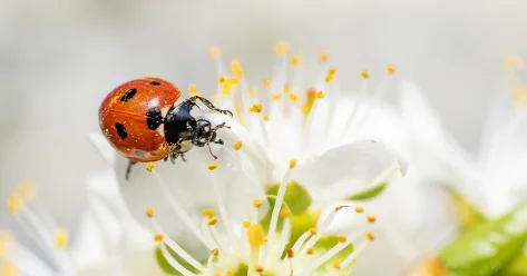 Ясная и теплая погода ожидается в южных областях Казахстана