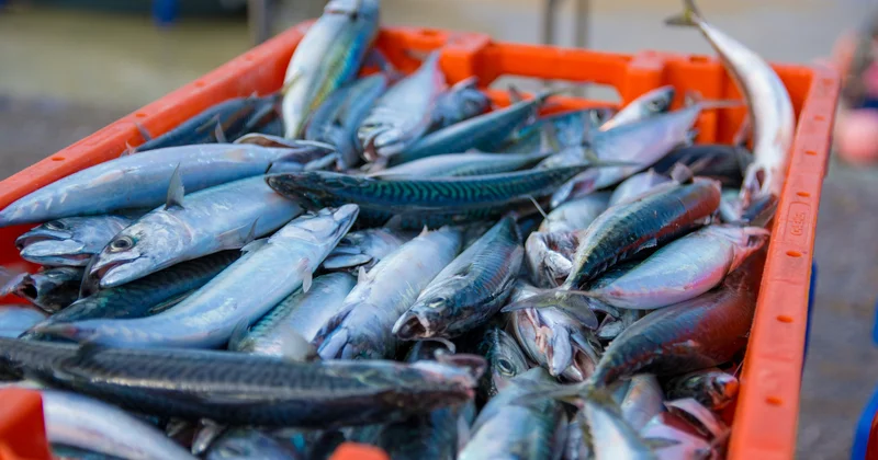 Сатып алынған балық үшін 7 жылға дейін бас бостандығыңыздан айырылуыңыз мүмкін: прокуратура мәлімдеме жасады