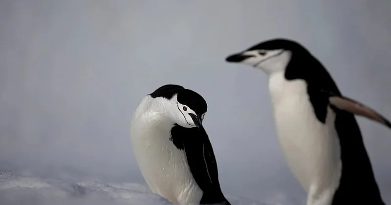 Дүниежүзілік пингвиндер күні: Антарктика символының саны азайып барады