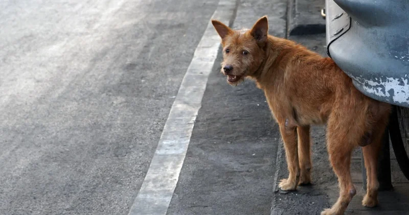 Өзара араздық отын тұтатуға себеп емес Тоқаев қаңғыбас иттерге қамқорлық туралы