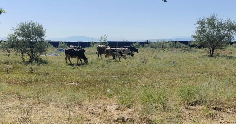 Жайылым төрт түлік баққанның тілегі