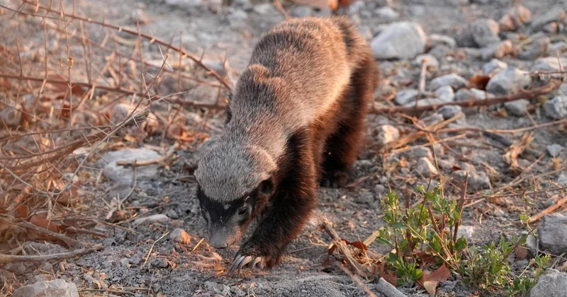 Героя фильмов Discovery и Animal Planet в Мангистау (ВИДЕО)