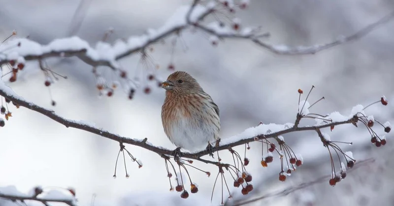 Сильный ветер обрушится на Астану