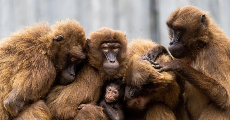 Обезьян в мешках и наркотики пытались вывезти контрабандой