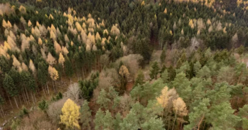 Соңғы 10 жылда орман көлемін арттырған 10 ел