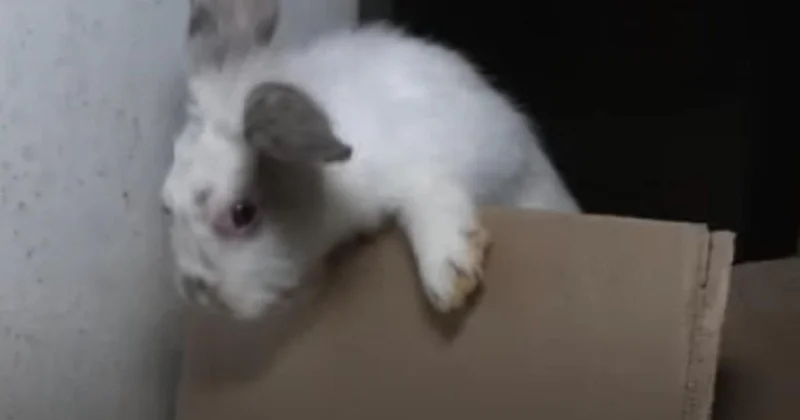 Развела 136 кроликов в доме: пережившая лечение в психбольнице алматинка обвинила соседей во лжи