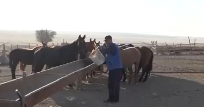 Съели 9 жеребят : жители Туркестанской области не выходят на улицу из за стай волков и шакалов