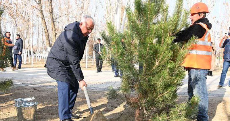 Аксакалы сажают деревья