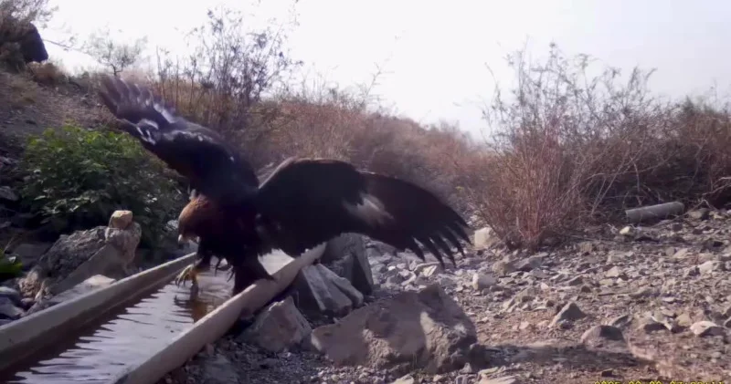 Жетісуда Қызыл кітапқа енген жыртқыш құс фототұзаққа түсіп қалды