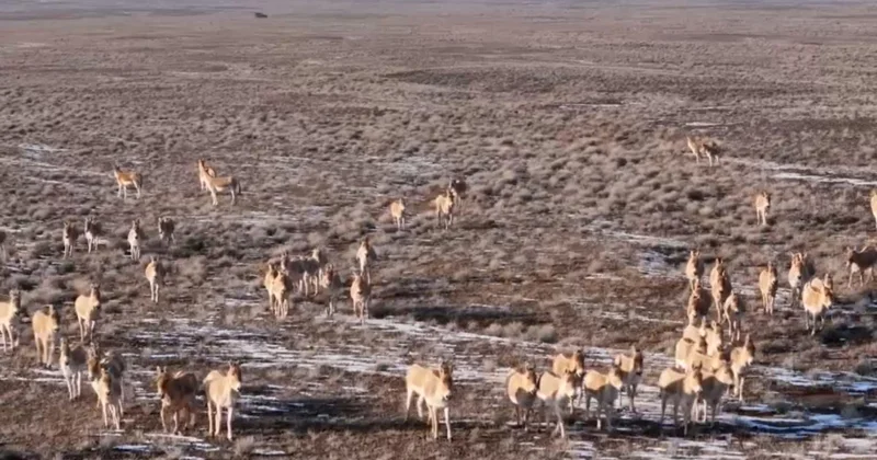 Алтынемел ұлттық паркінде құлан саны 3500 ден асты