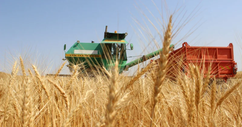 Биыл рекордтық астық жиналды