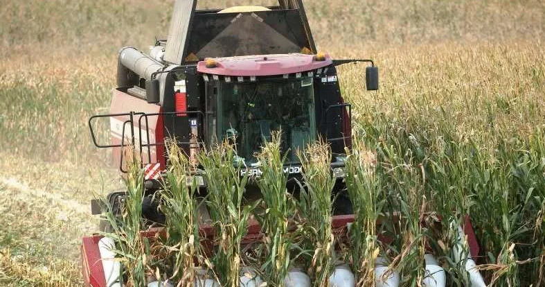 Кукуруза полностью убрана
