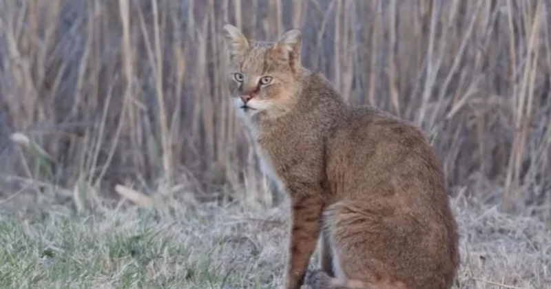 Ақ Жайық тың бақылау камерасына қамыс мысығы түсіп қалды