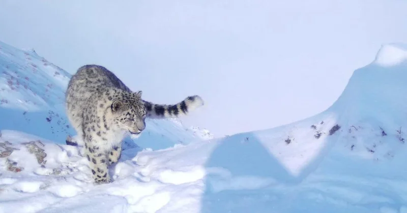Снежный барс в фотоловушку попал в ВКО (ВИДЕО)