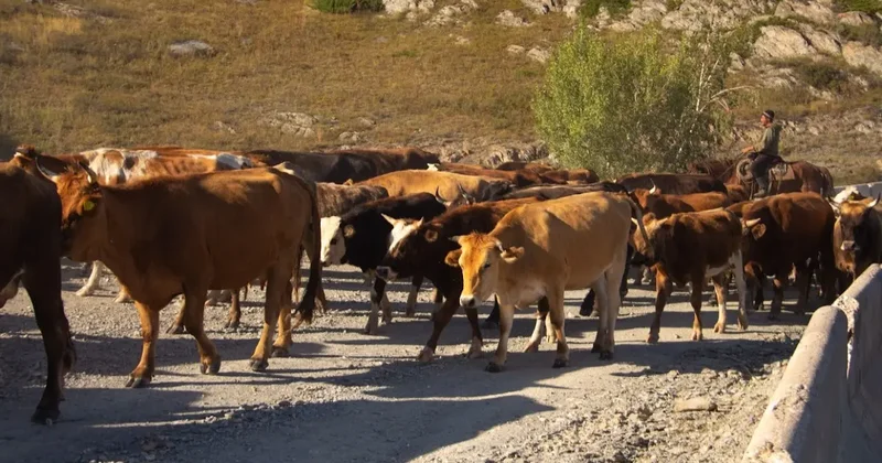 Ауыл шаруашылығы министрі сиыр еті экспортына неліктен квота енгізілгенін түсіндірді