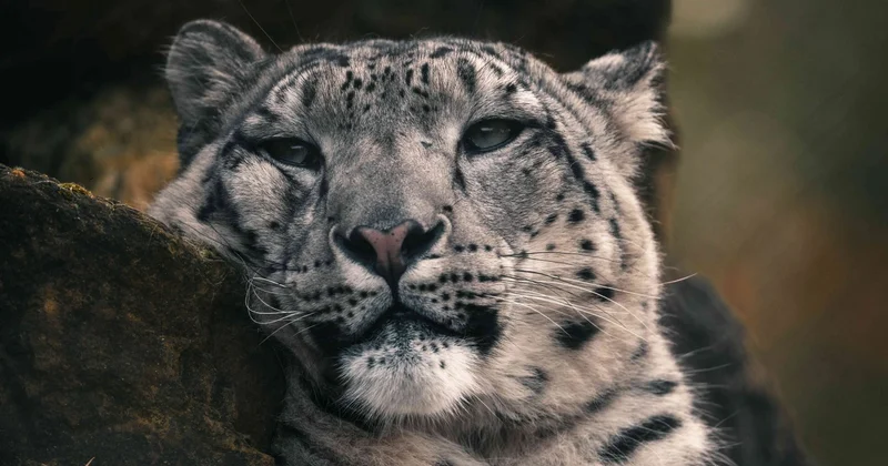 Фотоловушка сняла снежного барса в Катон Карагайском нацпарке