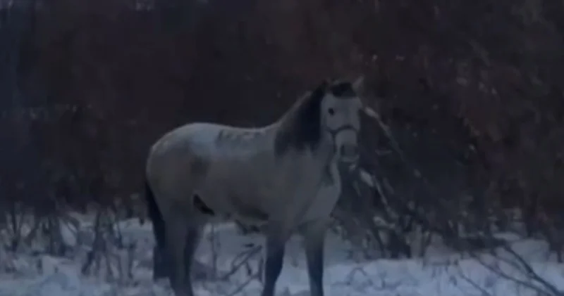 Қостанайда құны 2 миллион теңге болатын асылтұқымды жылқыны ұрлап кеткен
