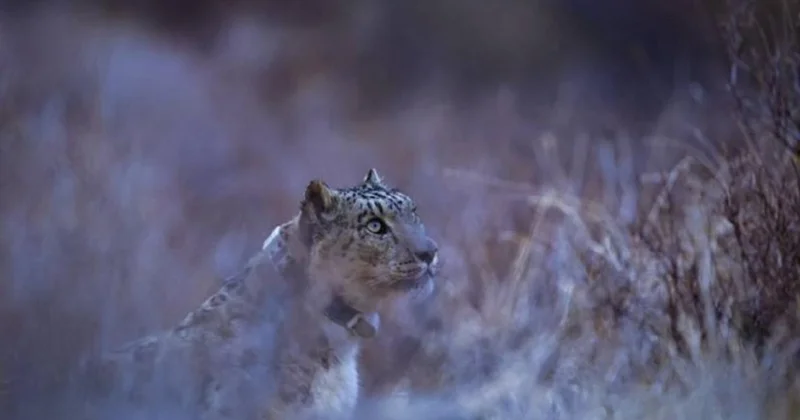 Ілбіске қарғыбау тағылды