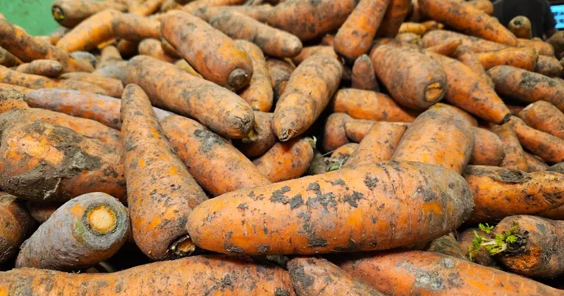 Қазақстанда сәбізді экспорттауға тыйым салынады