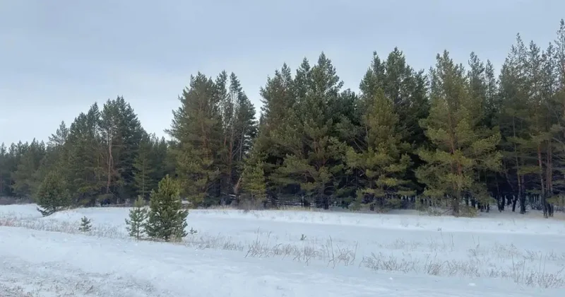 Шырша балталағанға батпан жаза бар