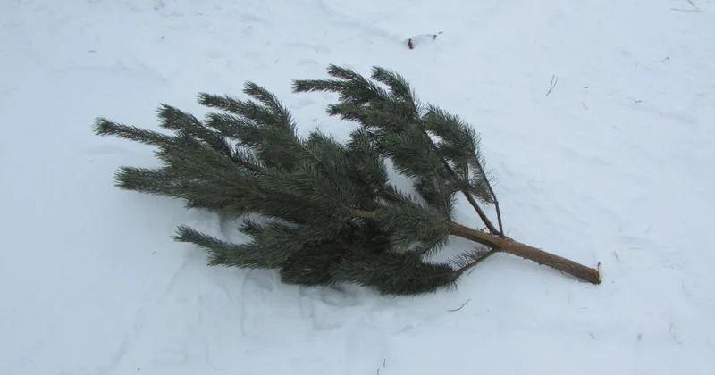 Уголовным делом обернулось для акмолинца желание поставить дома новогоднюю елку