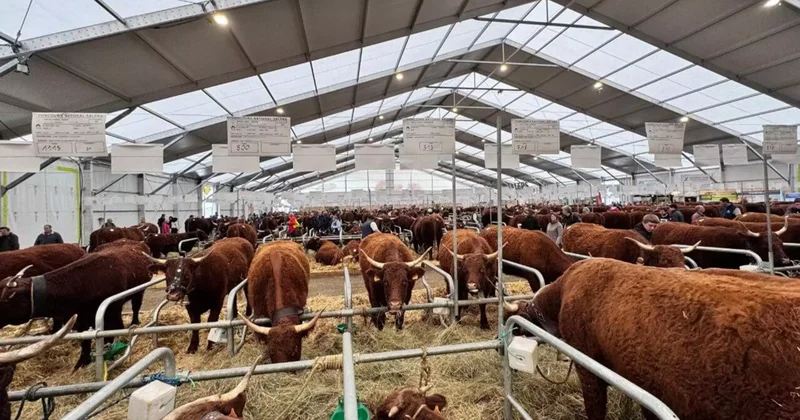 Мал шаруашылығын қолдауға 200 млрд теңге қаржы бөлу жопарланып отыр