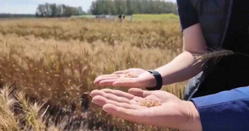 Бидайдың бағасы тоқтаусыз өсіп жатыр