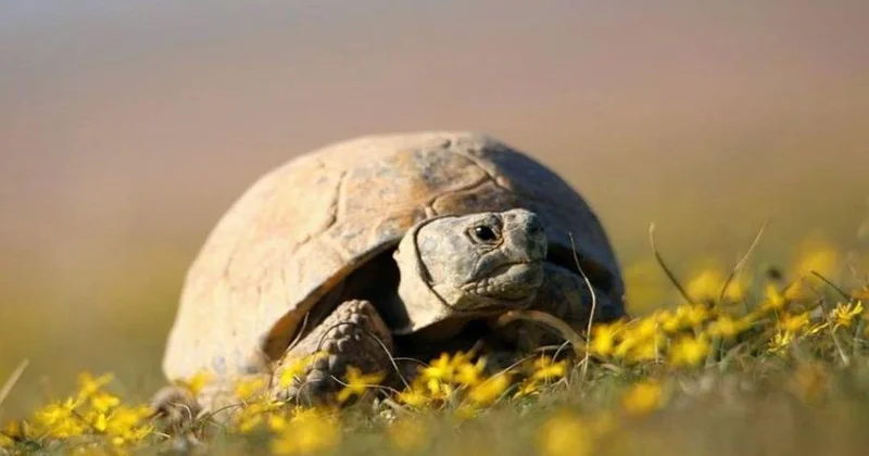 Штраф около 11,8 млн тенге: один из видов черепах попал под запрет в Казахстане