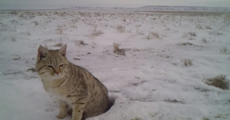 Үстіртте дала мысығы фототұзаққа түсіп қалды