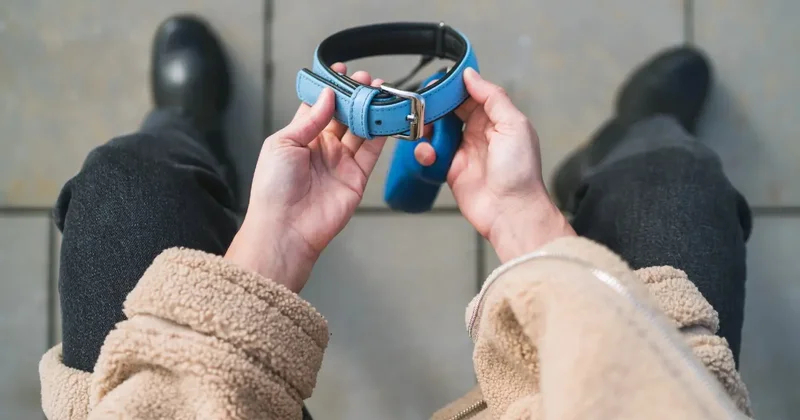 Сотрудник ветстанции застрелил собак породы тазы в Карагандинской области