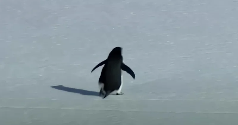 История пингвина завирусилась в Казнете (ВИДЕО)