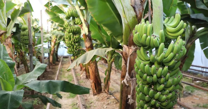 Сарыағаш ауданында әлемге танымал Кавендиш бананы өседі