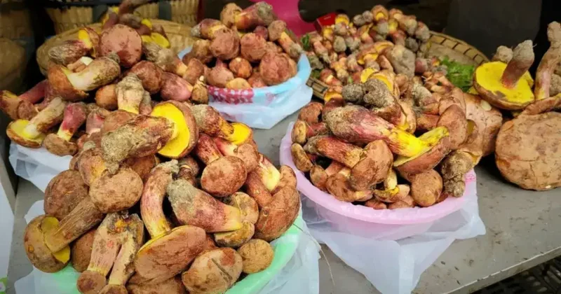 Поел грибов и увидел в тарелке лилипутов. Сотни людей в разных странах испытывают одинаковые галлюцинации