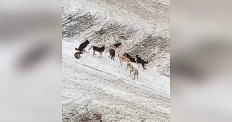 Алматыда бұралқы жануарларды ұстауға 830 млн теңге бөлінді