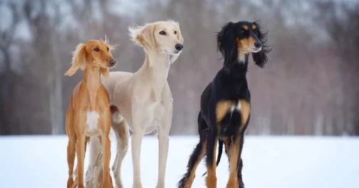 Отстрел тазы в Караганде: владелец собачьего приюта готовит иск в суд