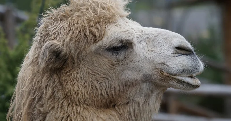 Пробка в 500 машин образовалась из за верблюда в Мангистау (ВИДЕО)