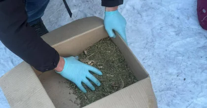 Свыше 240 наркопреступлений зафиксировано в Павлодарской области