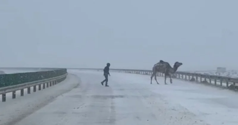 Верблюд преградил путь 500 машинам в Мангистау (видео)