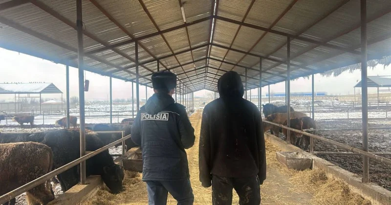 Жарық пен камераны өшіріп, малды айдап әкеткен: Шымкентте ірі ұрлық әшкере болды