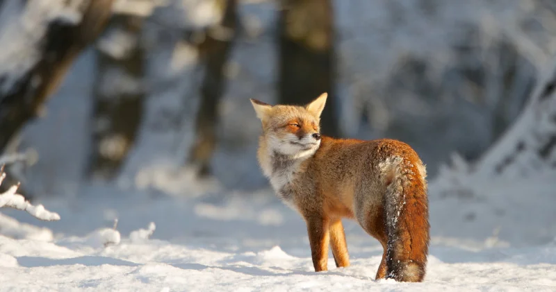 Ақпанда ауа райы қандай болады? Синоптиктер болжамы