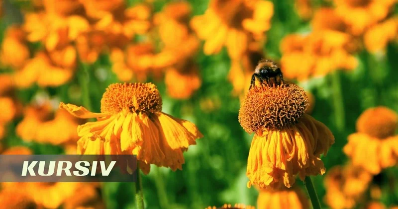 Scientists discover rare new bee species