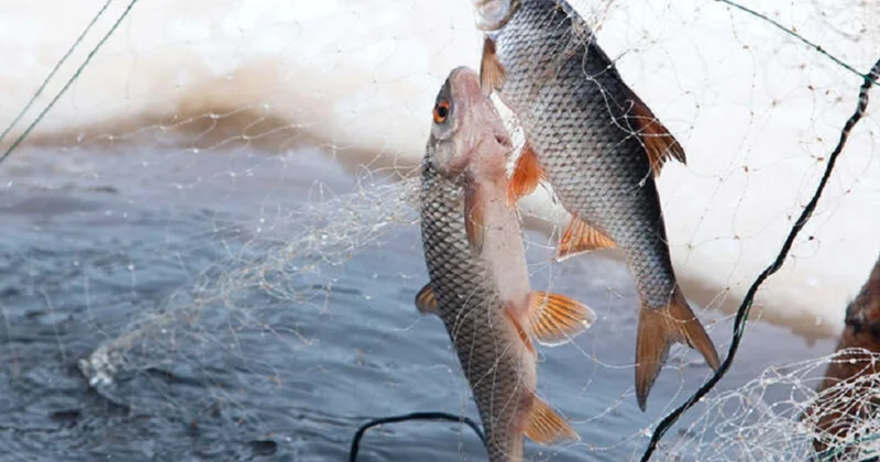 Көкшетауда заңсыз балық аулаған 400 адам айыппұл арқалады