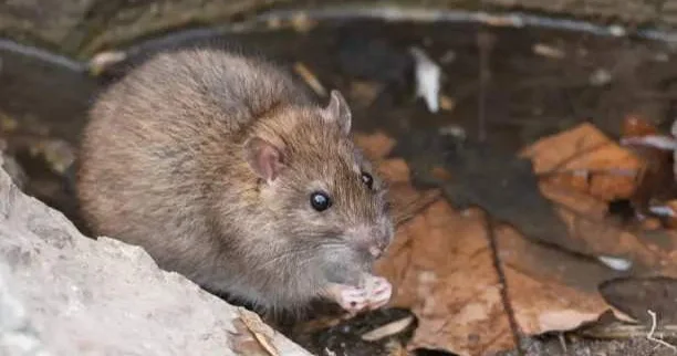 Ақтауда көпқабатты тұрғын үйдің жертөлесінде егеуқұйрық қаптап кетті