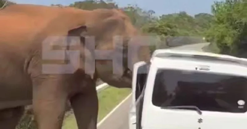 Вырвал дверь, пытался опрокинуть автобус: слон напал на российских туристов на Шри Ланке (видео)