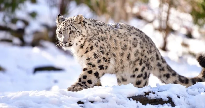 Снежный барс напал на человека в Китае (видео)