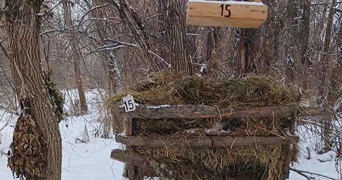 Лесники подкармливают диких животных