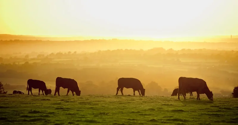 Бесплатная вакцинация сельскохозяйственных животных началась в Алматы